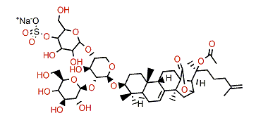 Colochiroside E